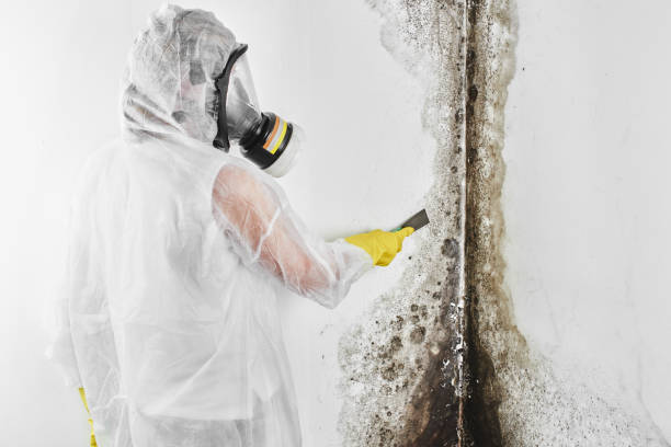 Best Health and Safety Mold Remediation in Albuquerque, NM