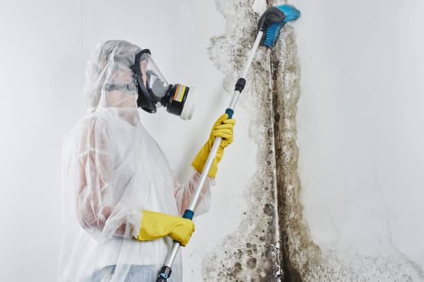 Best Mold Remediation for Specific Building Types in Albuquerque, NM