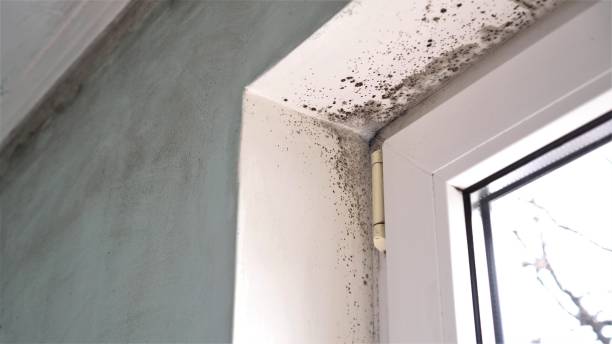 Albuquerque, NM Mold Remediation Company