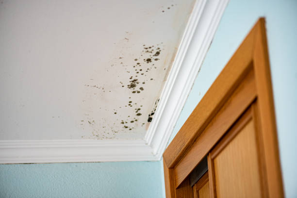 Best Bathroom Mold Remediation in Albuquerque, NM