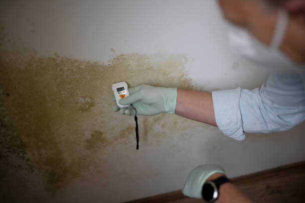 Best Attic Mold Remediation in Albuquerque, NM