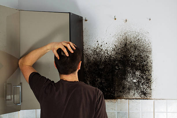Best Emergency Mold Remediation in Albuquerque, NM