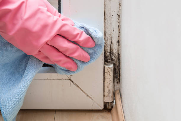 Best Commercial Mold Remediation in Albuquerque, NM